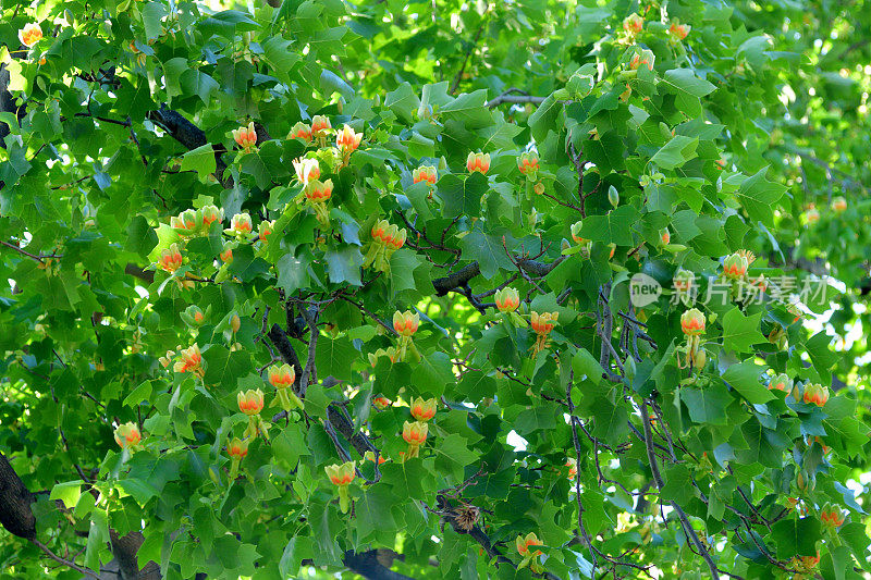 郁金香树花/鹅掌楸郁金香花